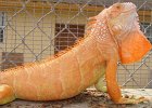Iguana albino - orange  Iguana verde albino - orange